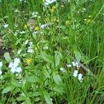 Myosotis scorpioidesFlor