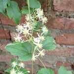 Clematis virginiana Flor