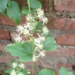 Clematis virginiana Kvet