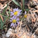 Symphyotrichum subspicatum