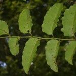 Amborella trichopoda Leaf