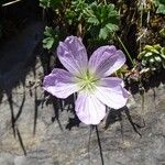 Geranium cinereum Fleur