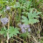 Hydrophyllum capitatum Blomma