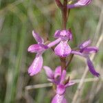 Anacamptis palustris Flor