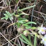 Spergularia media Leaf