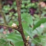 Guarea pubescens Flower