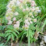 Allium semenovii