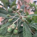 Eriobotrya japonica Mbuma