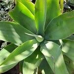 Agave attenuata Blatt