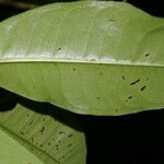 Ardisia opegrapha Leaf