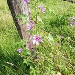 Malva sylvestrisFlor