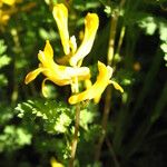 Corydalis aurea Цветок