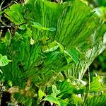Platycerium elephantotis Leaf