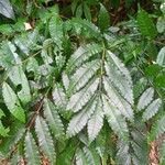 Zanthoxylum caribaeum Leaf