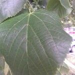 Tilia platyphyllos Feuille