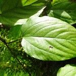 Hovenia dulcis Frunză