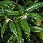 Sarcococca hookeriana Staniste