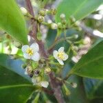 Ilex sebertii Flower