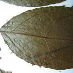 Casearia decandra Otro