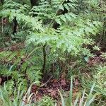 Daucus decipiens Lapas