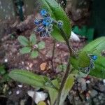 Myosotis ramosissimaFlower