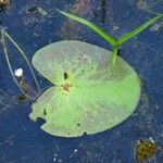 Nymphoides indica Jani