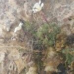 Saxifraga burseriana Blüte