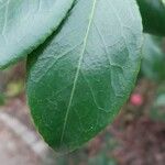 Camellia japonica Φύλλο