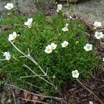 Saxifraga fragosoi Yeri