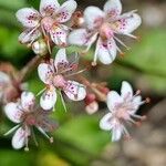Saxifraga hirsuta Flor