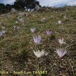 Crocus salzmannii Habitat