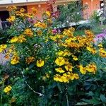 Helenium autumnale Характер