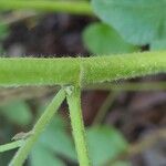 Malva thuringiaca Bark