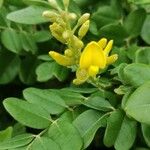 Sophora tomentosa Leaf