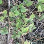 Rubus camptostachys Folha