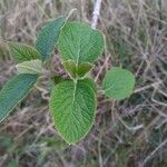 Viburnum lantana 葉