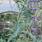 Salvia abrotanoides Leaf