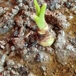 Polianthes tuberosa Cvet