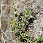 Berberis empetrifolia Хабит