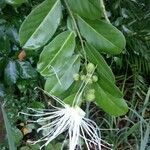 Morisonia flexuosa Квітка