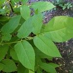 Aralia californica Liść