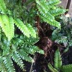 Polystichum polyblepharum Hoja
