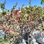 Berberis aetnensis عادت داشتن