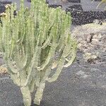 Euphorbia murielii Elinympäristö