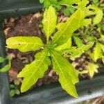 Solanum pseudocapsicumLeaf