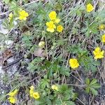 Potentilla pusilla Fiore