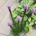 Liatris pycnostachya Flor