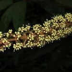 Schefflera nicaraguensis
