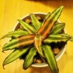 Cryptanthus bivittatus Blad