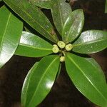 Ficus americana Plod